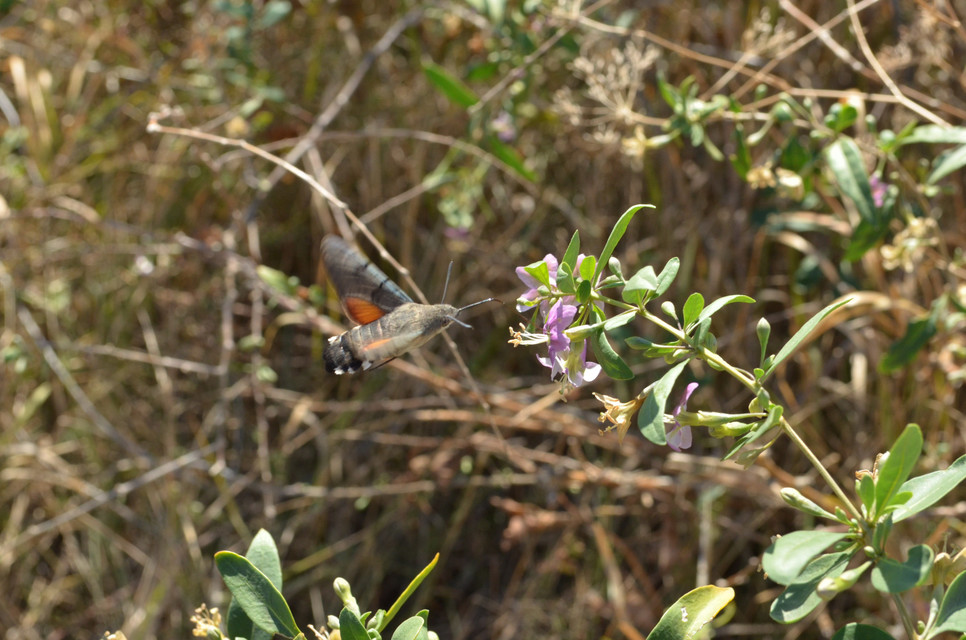 Macroglossum stellatarum - kacsafarkú szender