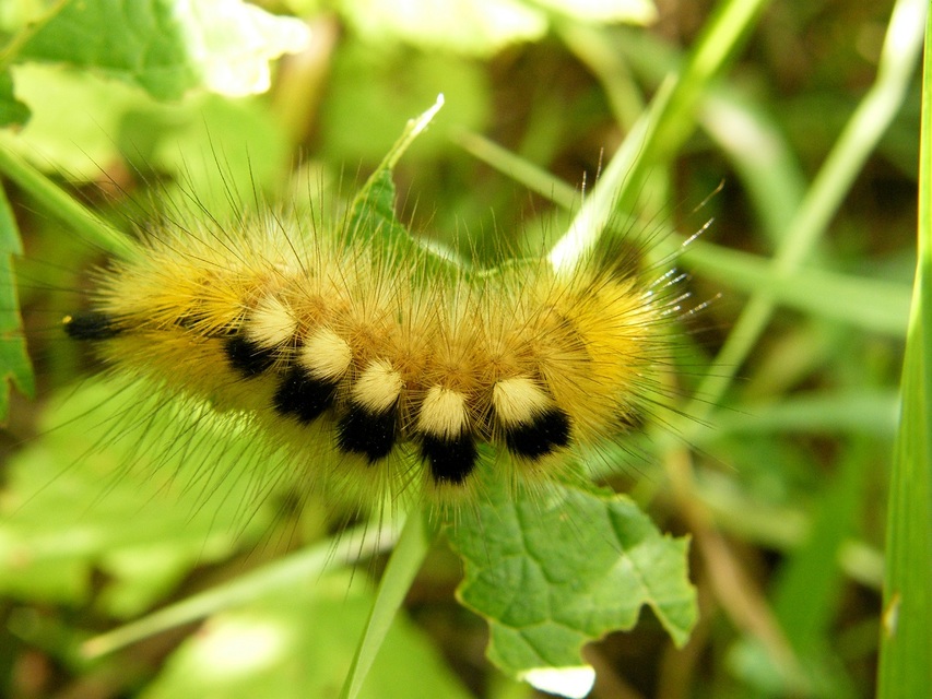 Gynaephora fascelina - vesszős szövő