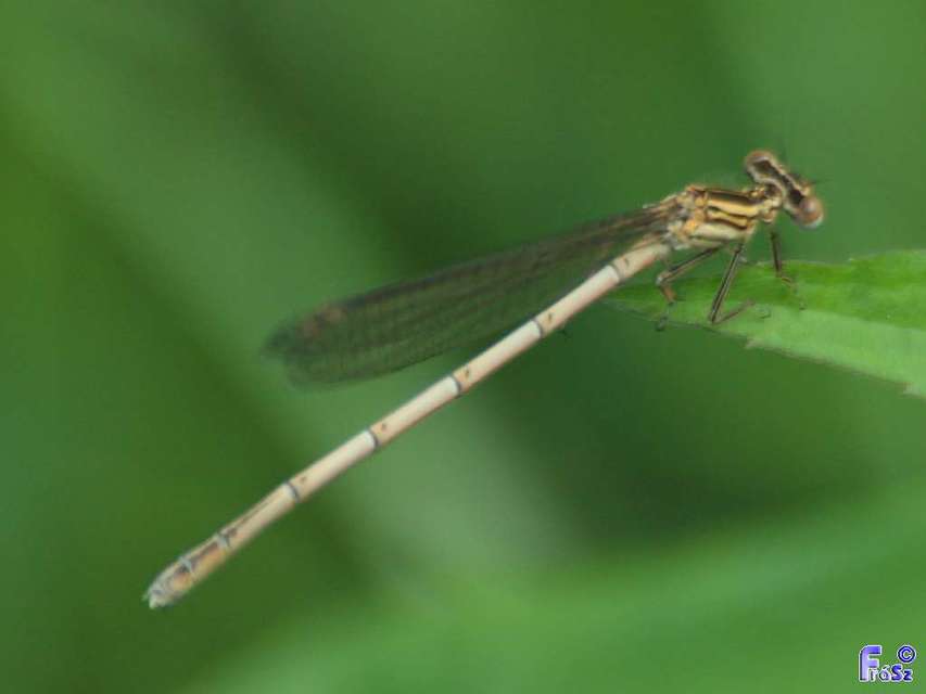 Platycnemis pennipes - széleslábú szitakötő