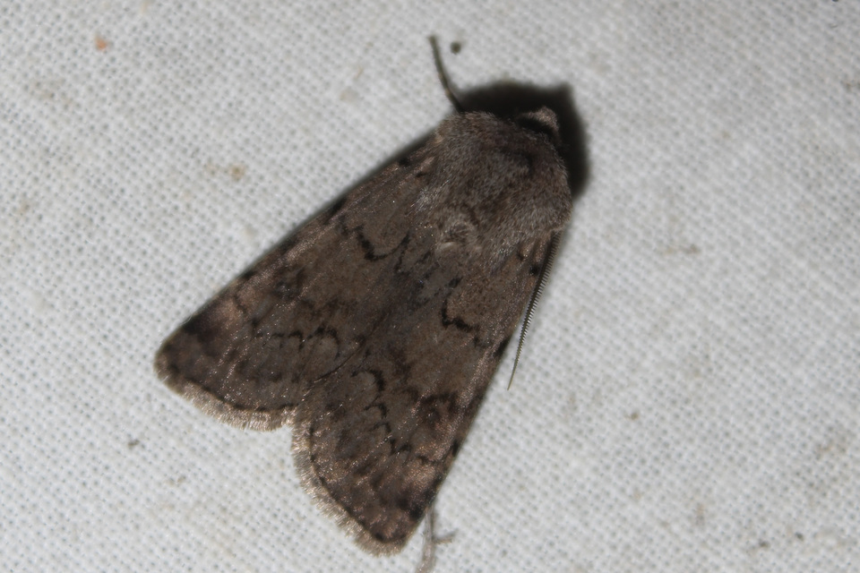 Agrotis cinerea - szürkés földibagoly