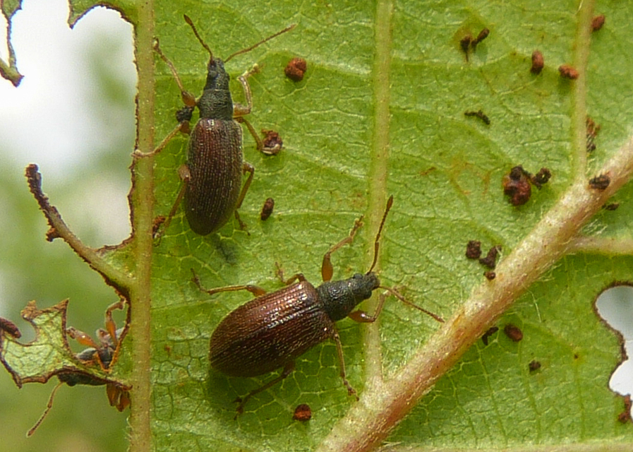 Phyllobius oblongus - közönséges levélormányos