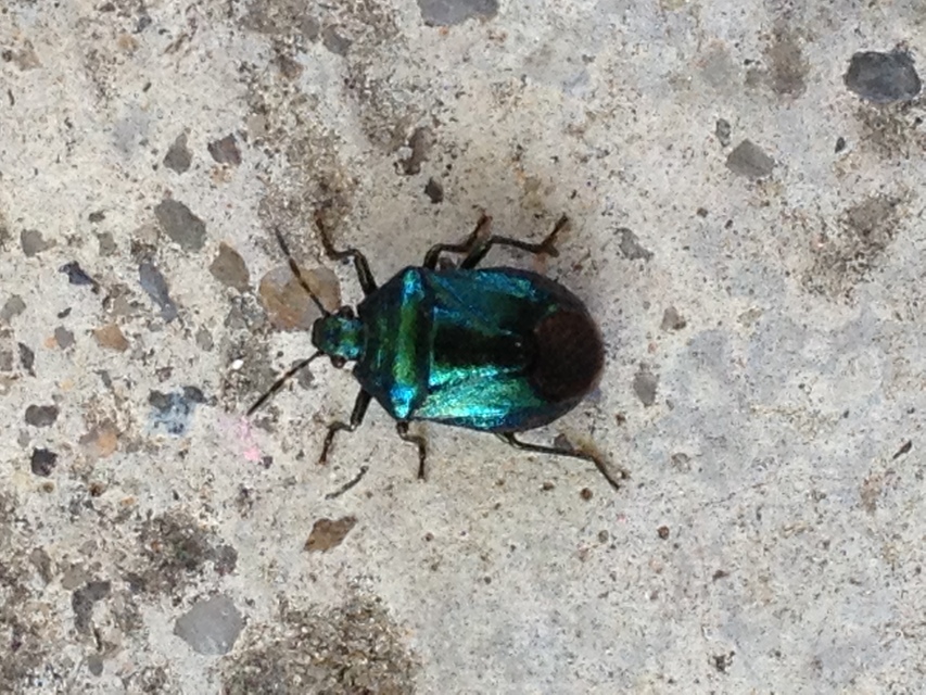 Zicrona caerulea - acélkék poloska Zicrona caerulea - acélkék poloska