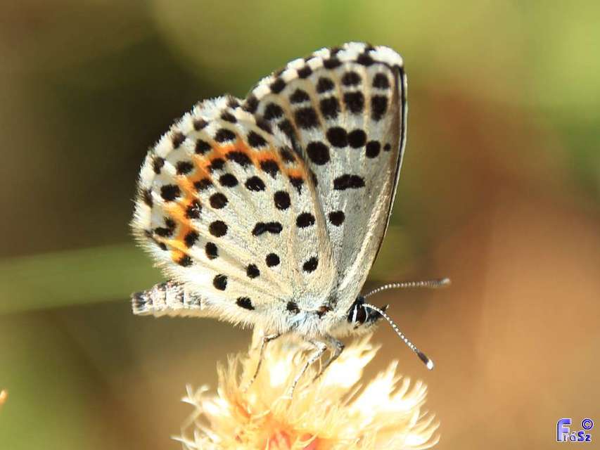 Scolitantides orion - szemes boglárka