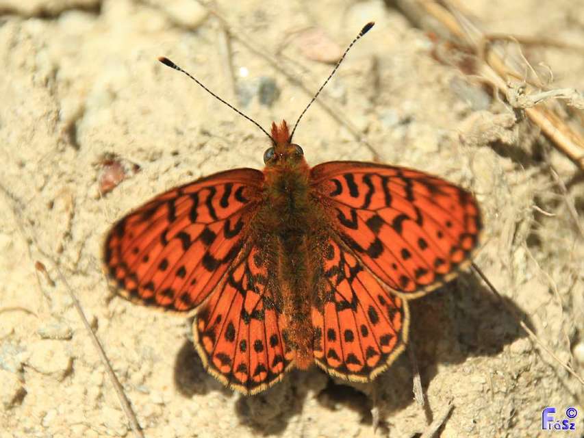 Boloria euphrosyne - árvácska-gyöngyházlepke