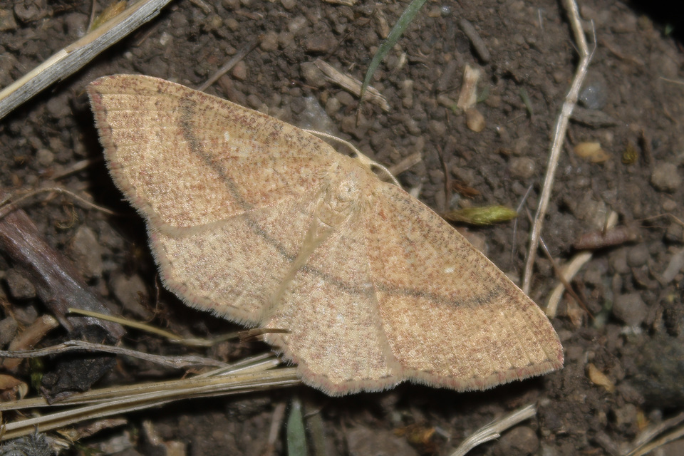 Cyclophora ruficiliaria - vörösrojtú pettyesaraszoló