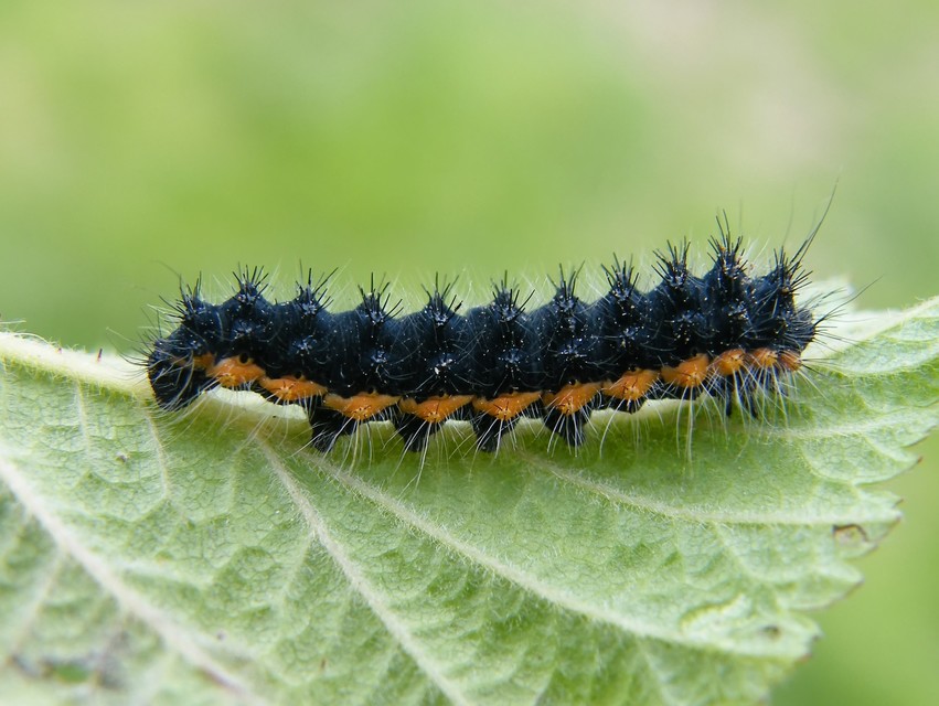 Saturnia pavoniella/pavonia