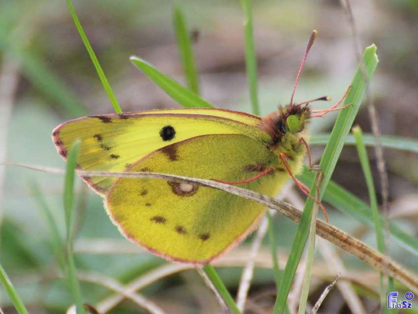 Colias hyale - kéneslepke