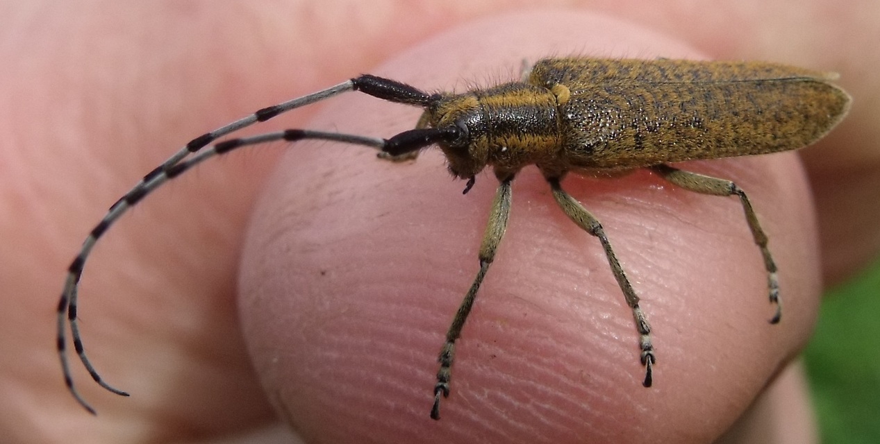Agapanthia villosoviridescens - fehérgyűrűs bogáncscincér