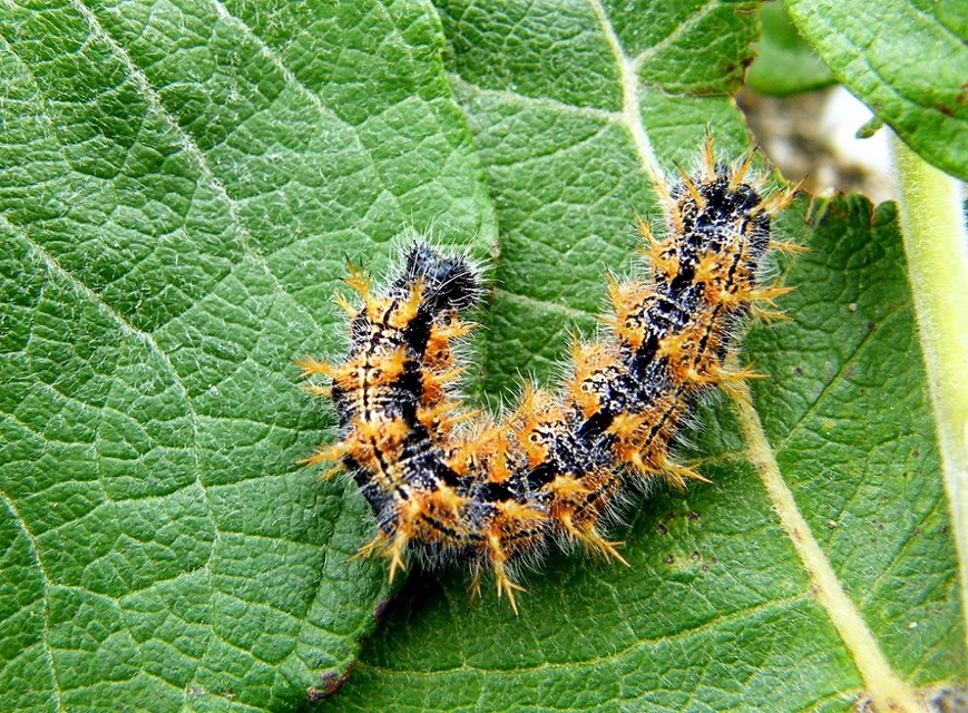 Nymphalis polychloros - nagy rókalepke