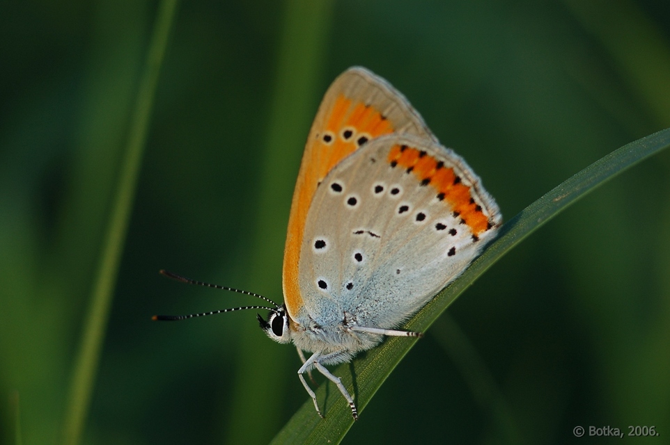 Lycaena dispar rutilus - nagy tűzlepke