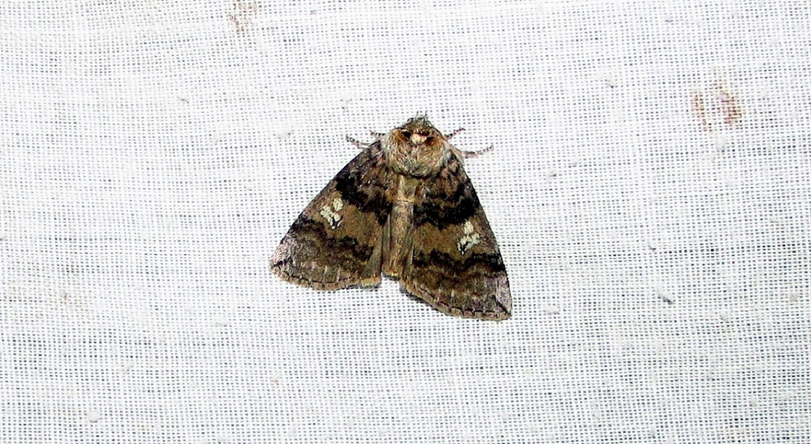 Tethea or - bélyeges pihésszövő