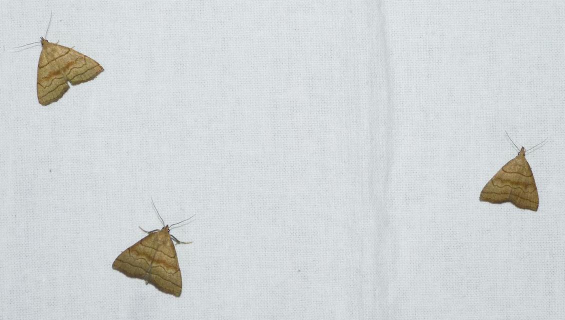 Herminia tarsicrinalis - szőröslábú karcsúbagoly