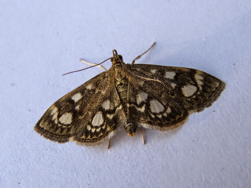 Anania coronata - koronás dudvamoly