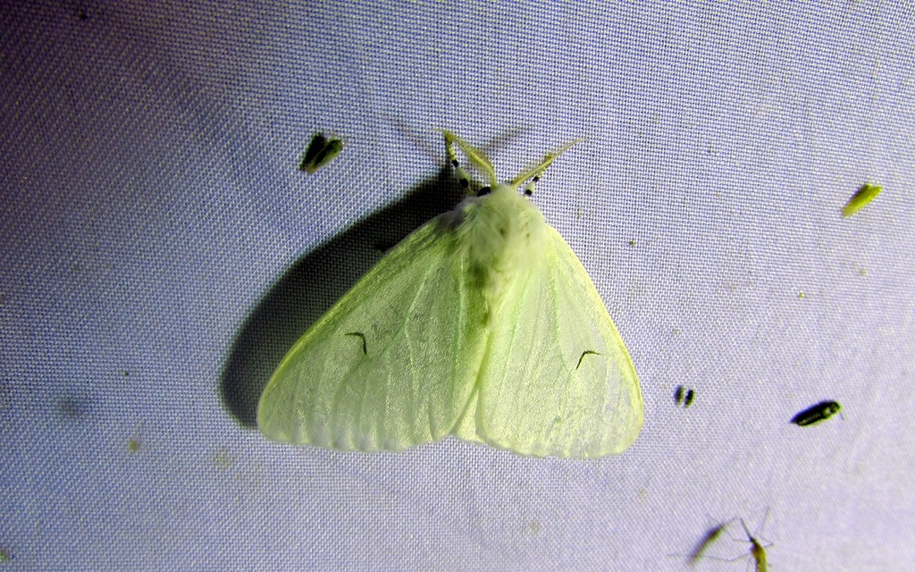 Arctornis l-nigrum - L-betűs gyapjaslepke
