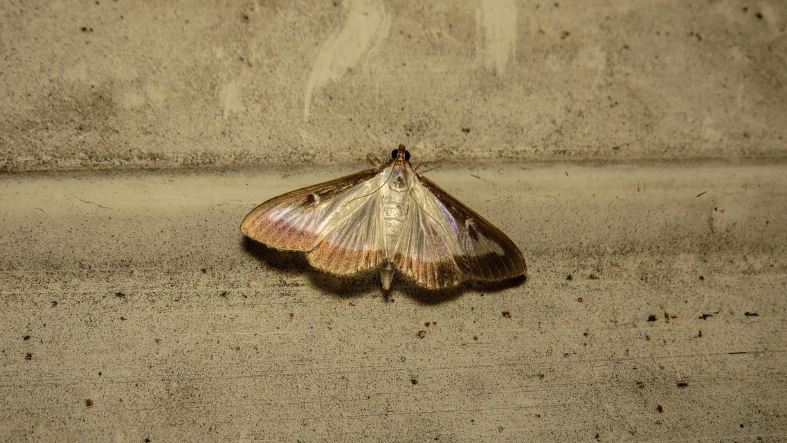 Cydalima perspectalis - puszpáng-tűzmoly