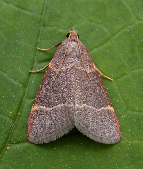 Hypsopygia glaucinalis - rezes fényilonca