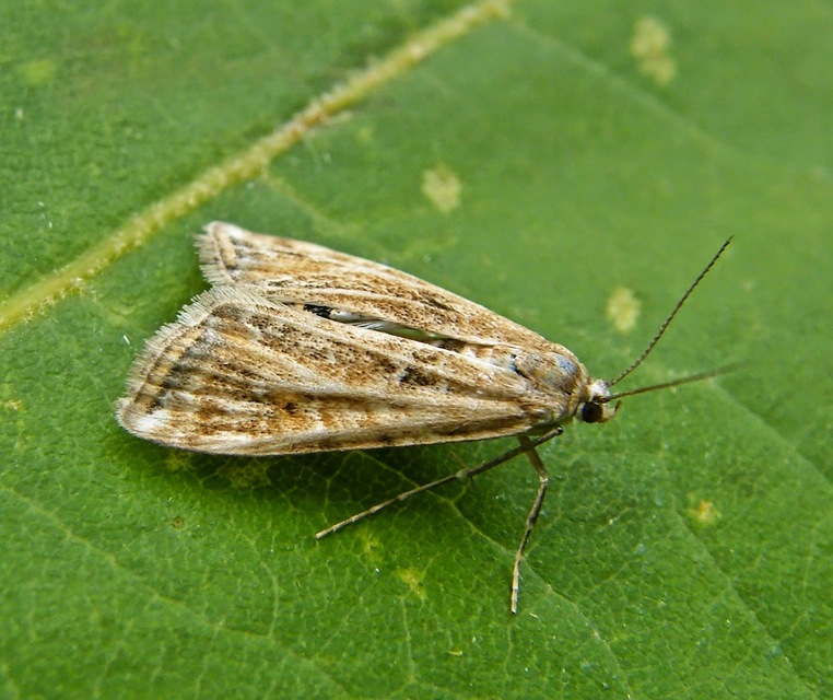 Cataclysta lemnata - békalencsemoly
