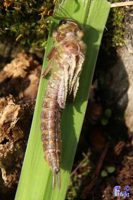 Brachytron pratense - szőrös karcsúacsa
