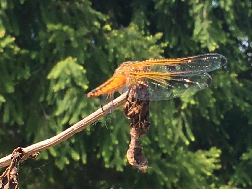 Libellula fulva - kisfoltos laposacsa