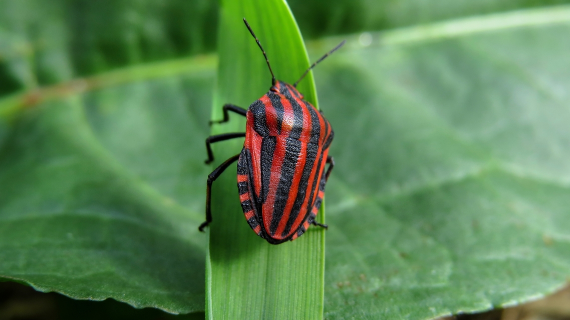 Graphosoma italicum - csíkos pajzsospoloska
