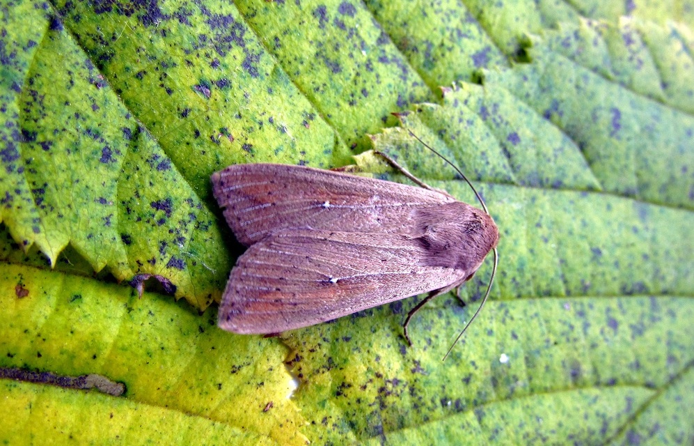 Mythimna unipuncta - hordabagoly