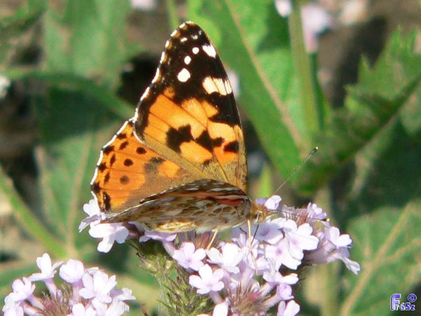 Vanessa cardui - bogáncslepke