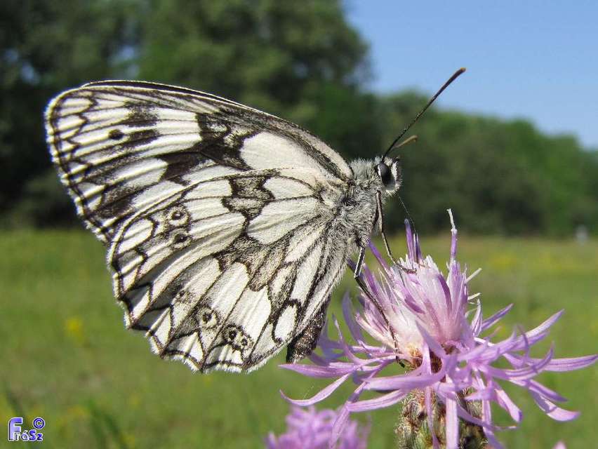 Melanargia galathea - sakktáblalepke