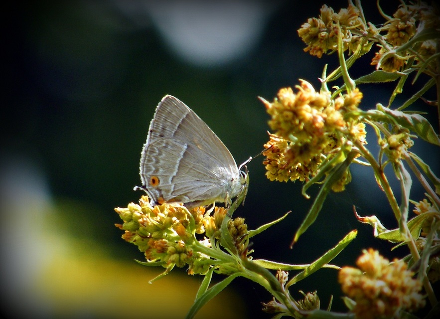 Neozephyrus quercus - tölgyfalepke