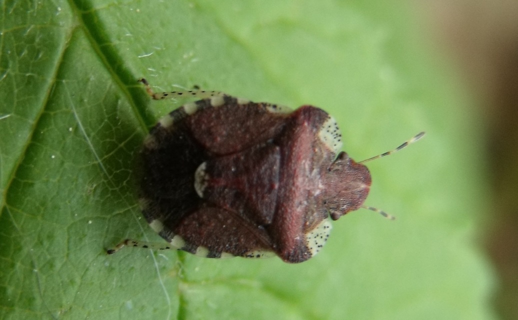 Dyroderes umbraculatus Dyroderes umbraculatus