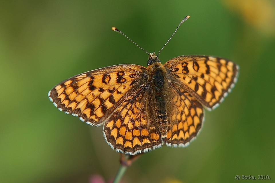 Melitaea phoebe - nagy tarkalepke