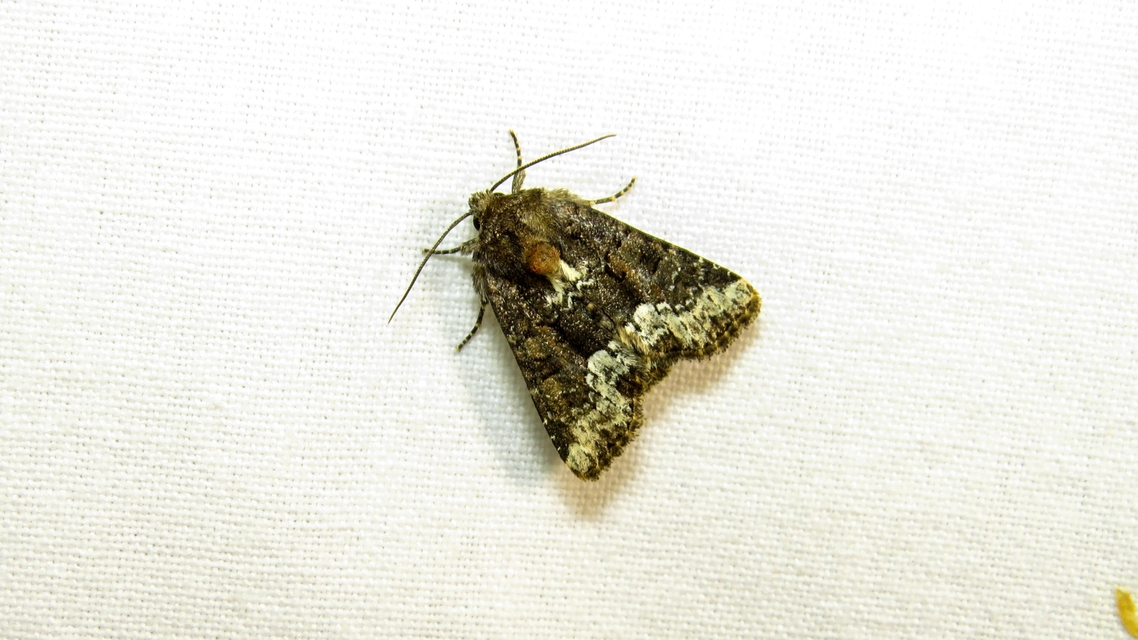 Oligia strigilis - kormos dudvabagoly