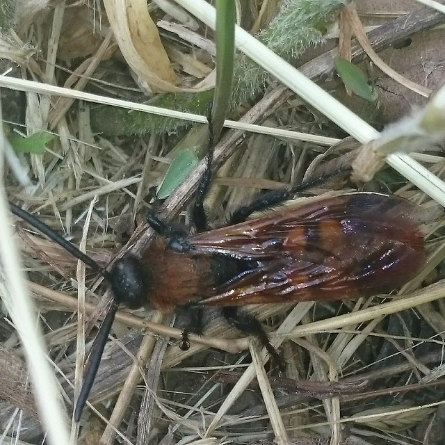 Megascolia maculata - óriás-tőrösdarázs Megascolia maculata - óriás-tőrösdarázs
