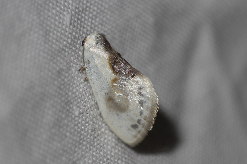 Cilix glaucata - törpe sarlósszövő