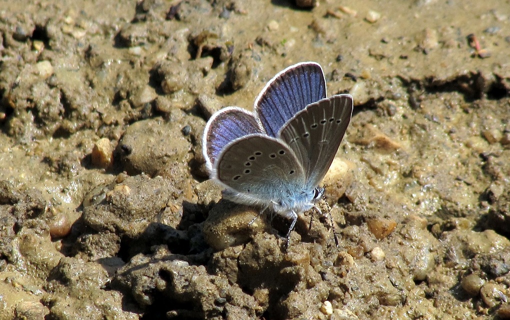 Cyaniris semiargus - aprószemes boglárka