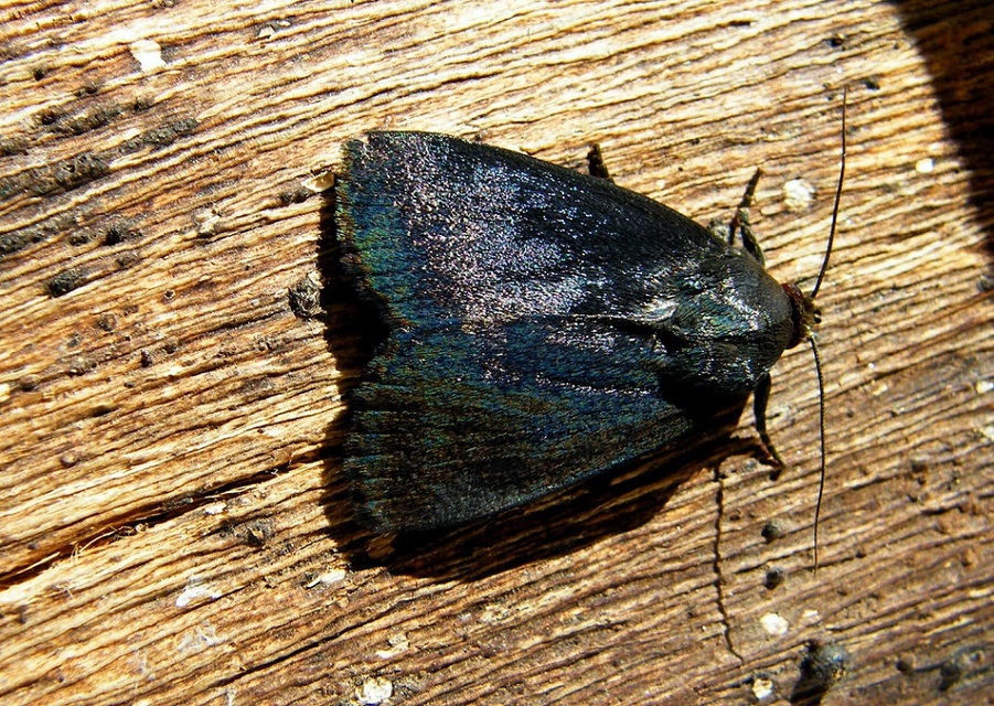 Amphipyra livida - zsírfényű bagoly