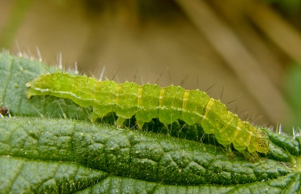 Hypena proboscidalis - ormányos karcsúbagoly