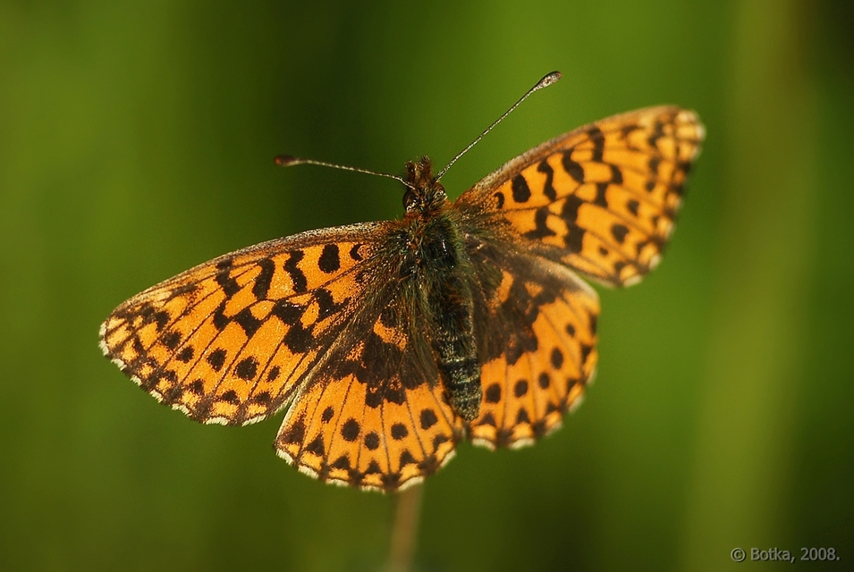 Boloria dia - kis gyöngyházlepke