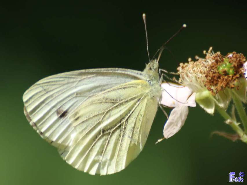 Pieris napi - repcelepke