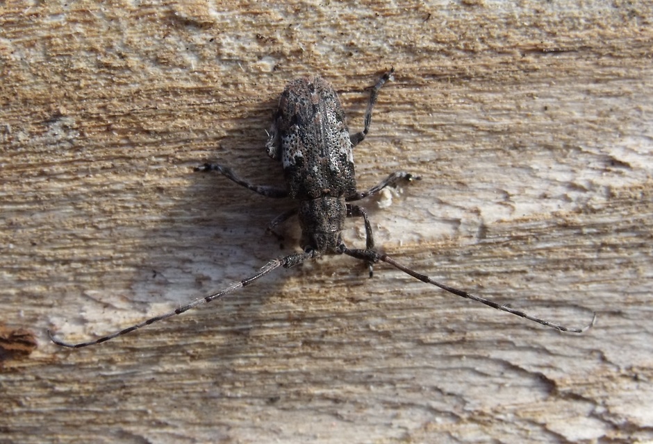 Mesosa nebulosa - ködfoltos cincér