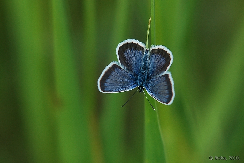 Plebejus argus - ezüstös boglárka