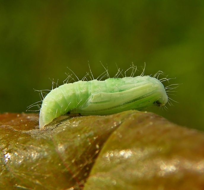 Cnaemidophorus rhododactyla - rózsabogyó-tollasmoly