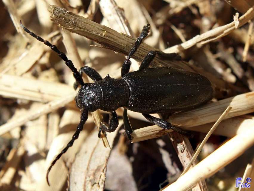 Dorcadion aethiops - fekete gyalogcincér