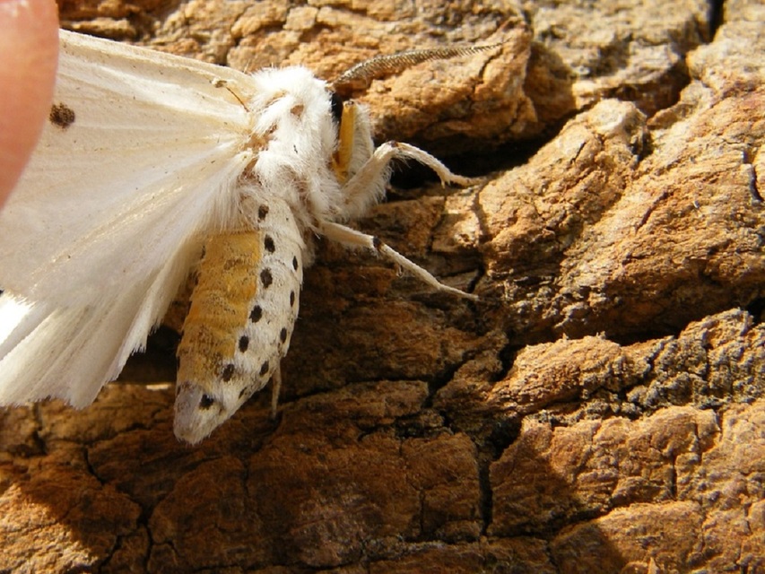 Spilosoma lubricipedum - tejszínű medvelepke