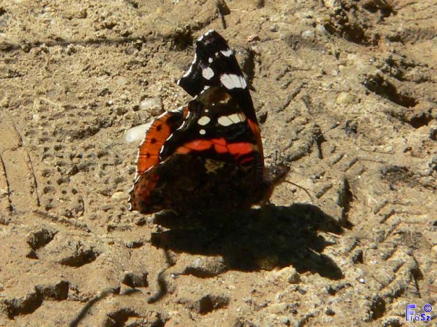 Vanessa atalanta - atalantalepke