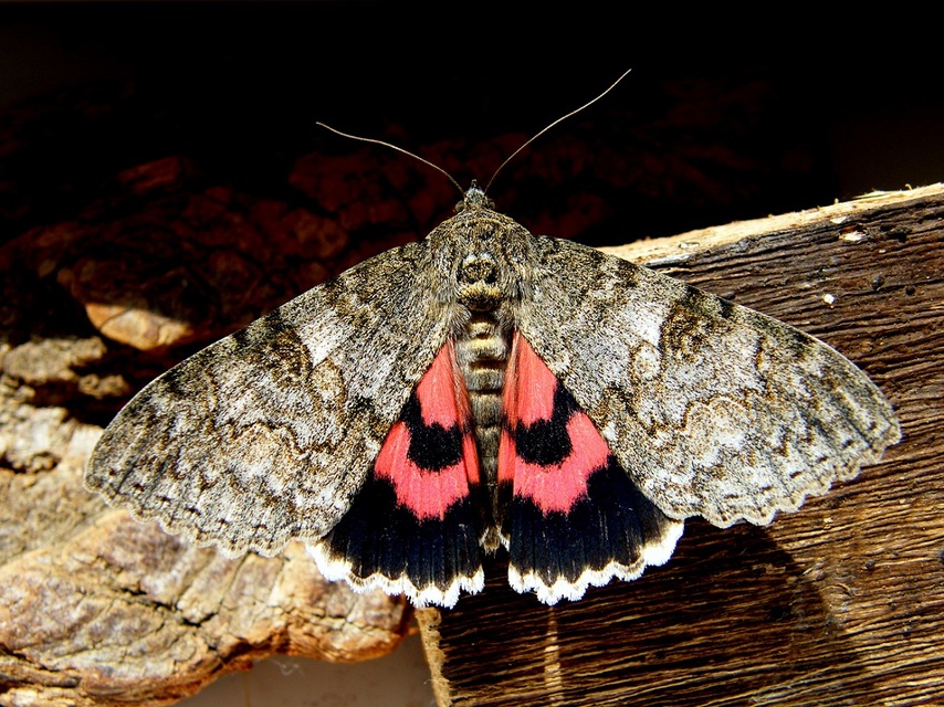 Catocala nupta - piros övesbagoly