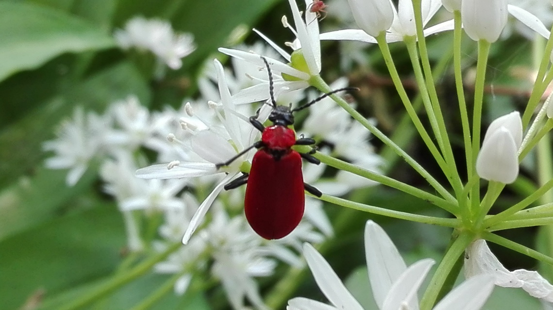 Pyrochroa coccinea - nagy bíborbogár
