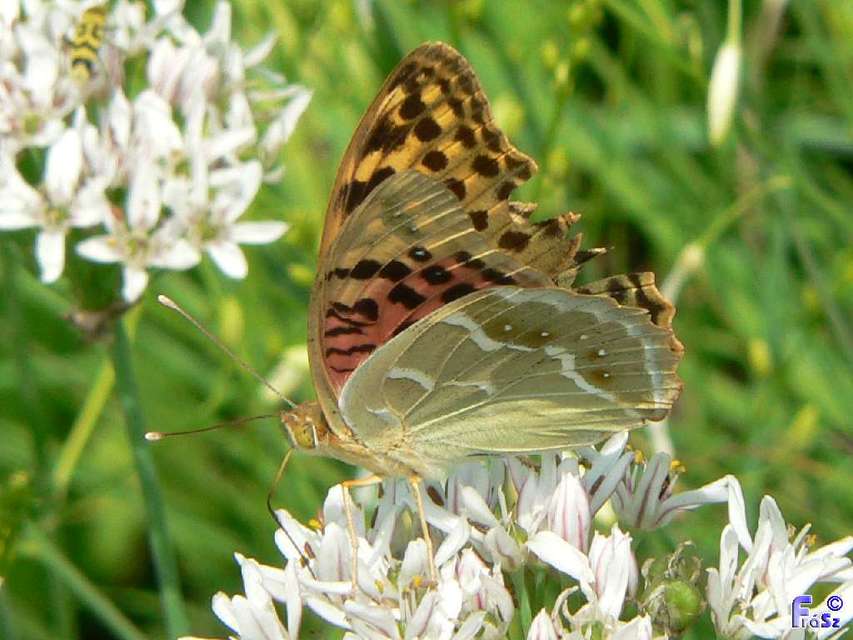 Argynnis pandora - zöldes gyöngyházlepke