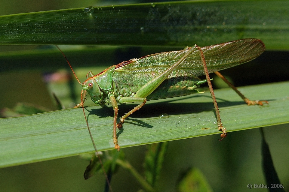 Tettigonia viridissima - zöld lombszöcske