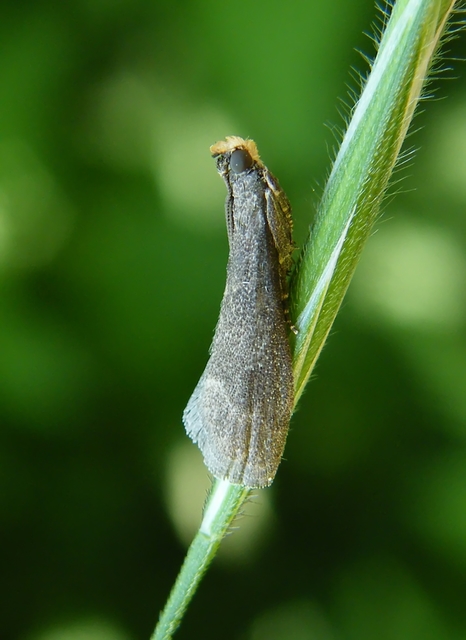 Eccopisa effractella - körtelevél-karcsúmoly