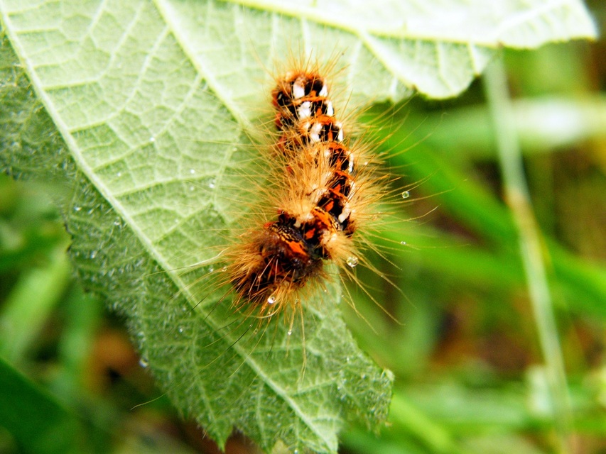 Acronicta rumicis - sóska-szigonyosbagoly Acronicta rumicis - sóska-szigonyosbagoly